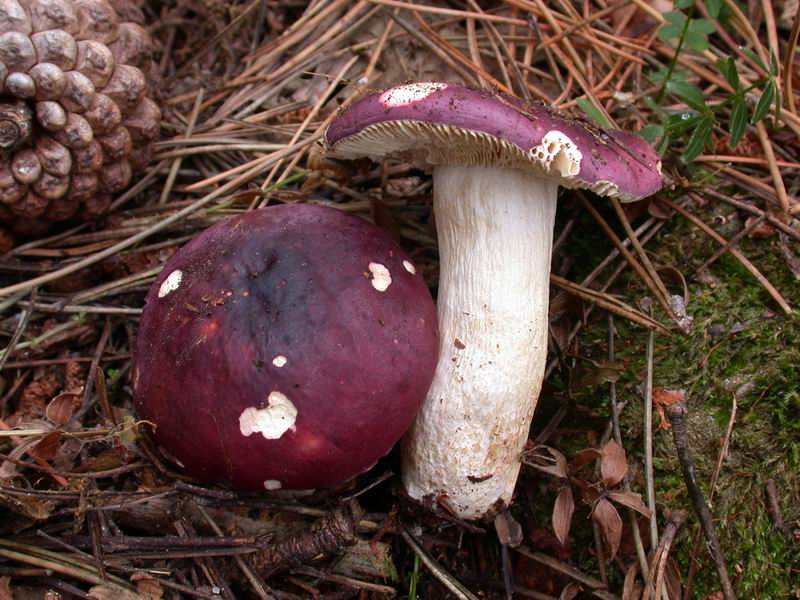 Escursione mirata   a Tricholoma portentosum